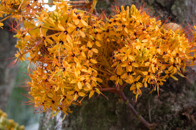 Saraca indica